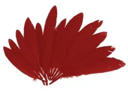 Plumas Indio Rojo 25mmx140mm.60ud