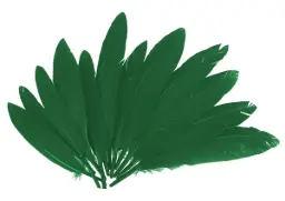 Plumas Indio Verde 25mmx140mm.60ud