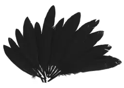 Plumas Indio Negro 25mmx140mm.60ud